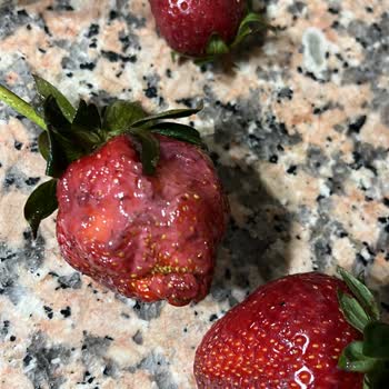 Anpa Gross Market 'ten Aldığım Çürük Çilekler