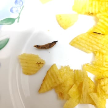 Ruffles Cips Paketinden Çıkan Böcek Şoku