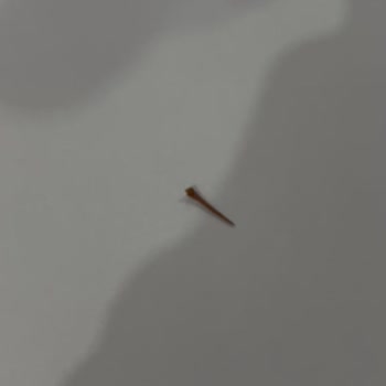 Simbat Kuru Kayısıdan Tehlikeli Cisim Çıktı!