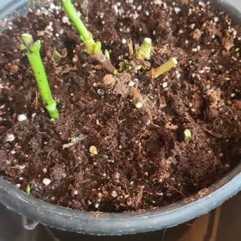 Dallıoğlu Peyzaj Çiçekcilik Aldığım Çiçekler Neden Hızla Ölüyor?