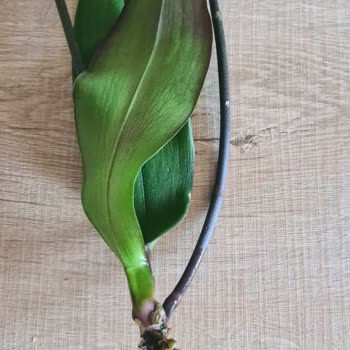 Dallıoğlu Peyzaj Çiçekcilik Aldığım Çiçekler Neden Hızla Ölüyor?