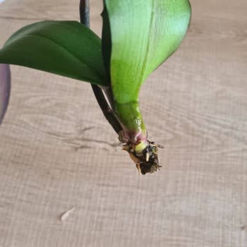 Dallıoğlu Peyzaj Çiçekcilik Aldığım Çiçekler Neden Hızla Ölüyor?