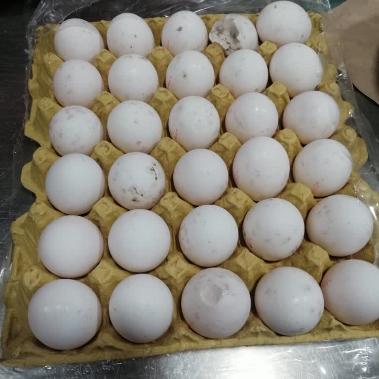 Kırılgan Ve Kirli Yumurta Sorunu