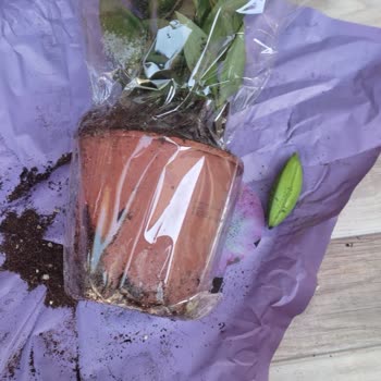 Taze Çiçek | Tazecicek.com Siparişim Kırık Çiçekle Sonuçlandı