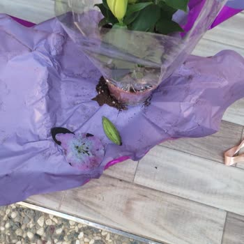 Taze Çiçek | Tazecicek.com Siparişim Kırık Çiçekle Sonuçlandı