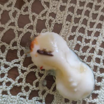 BİM'den Aldığım Makarnadan Böcek Çıktı Ürün Kalitesine Güvenim Sarsıldı