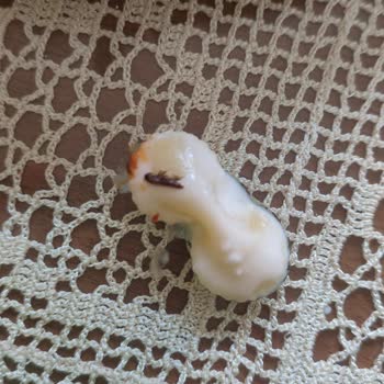 BİM'den Aldığım Makarnadan Böcek Çıktı Ürün Kalitesine Güvenim Sarsıldı