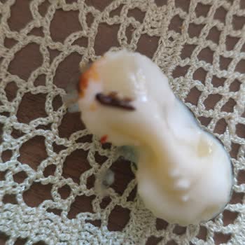 BİM'den Aldığım Makarnadan Böcek Çıktı Ürün Kalitesine Güvenim Sarsıldı