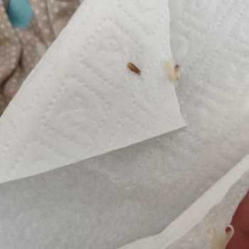 Noodle Paketinde Böcek Benzeri Kabuklar Ve Lekeler Çıktı