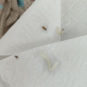 Noodle Paketinde Böcek Benzeri Kabuklar Ve Lekeler Çıktı