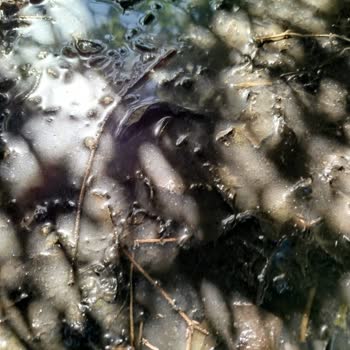 Tarlama Akan Kanalizasyon Suyu Nedeniyle Çevre Sorunu