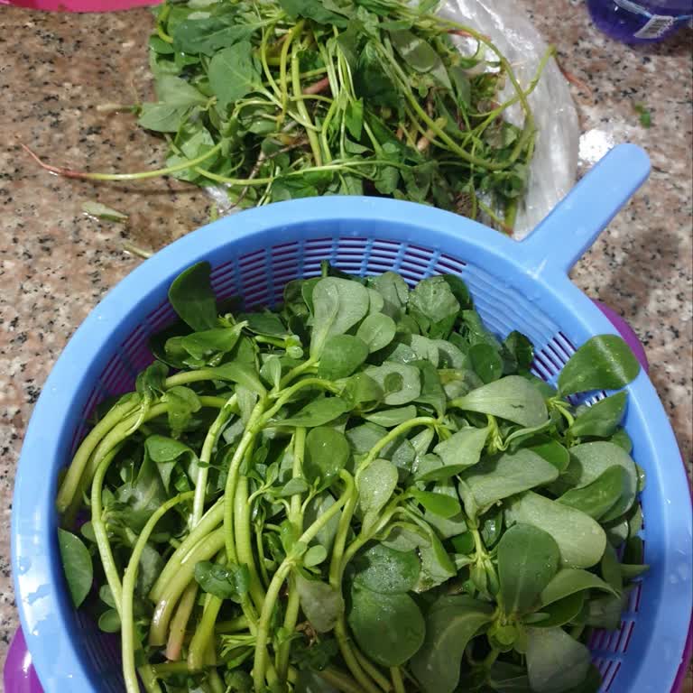 Semiz Otu Paketinden Yabancı Ot Çıkmasıyla Yaşadığım Hayal Kırıklığı