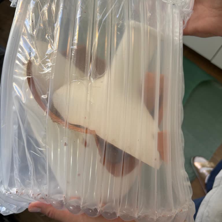 Kırık Gelen Vazo Ve İade Sürecinde Yaşanan Sorunlar