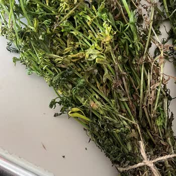 Ege Pazarı Çürük Ürün Ve İlgisiz Satıcı