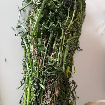 Ege Pazarı Çürük Ürün Ve İlgisiz Satıcı