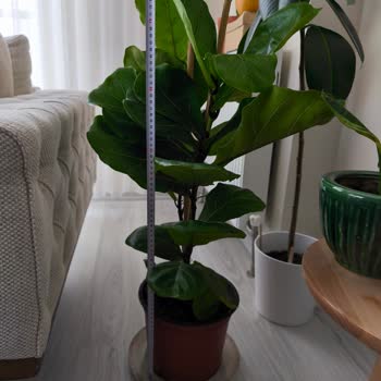 Siparişimde Belirtilen Uzunlukta Ficus Lyrata Gönderilmedi, İletişime Cevap Yok