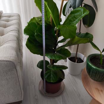 Siparişimde Belirtilen Uzunlukta Ficus Lyrata Gönderilmedi, İletişime Cevap Yok