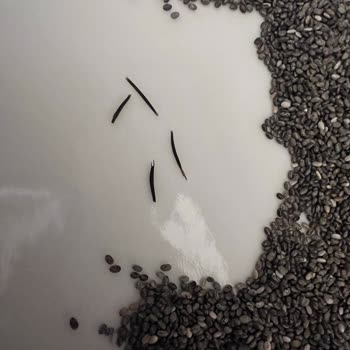 Chia Tohumunda Yabancı Madde Şoku: Sağlık Riski Endişesi