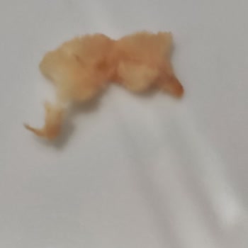 Şinitzel Ürününde Sağlık Açısından Endişe Verici Yabancı Madde