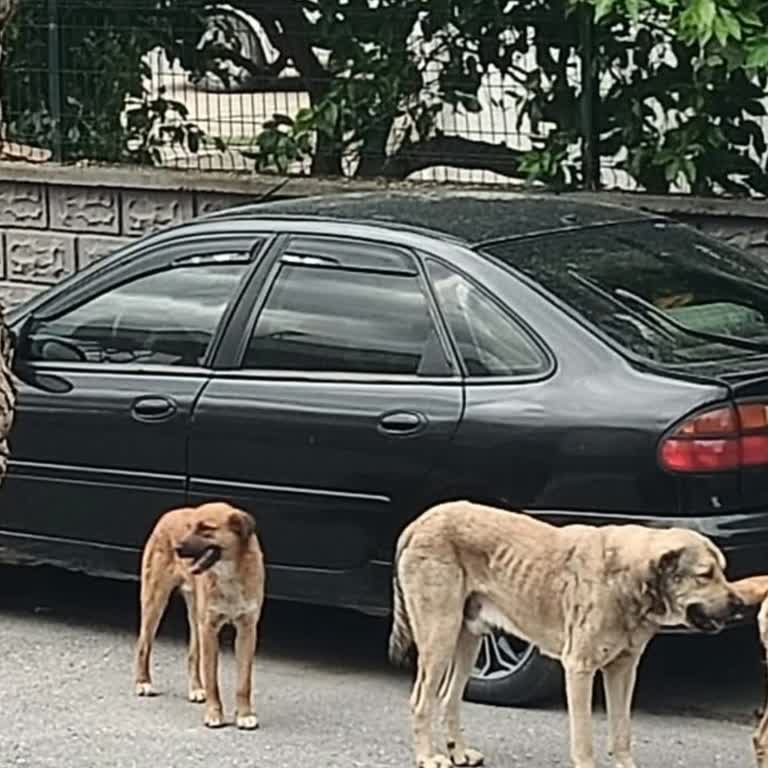 Mahallede Başıboş Köpek Sürüsü Korku Ve Tehlike Saçıyor