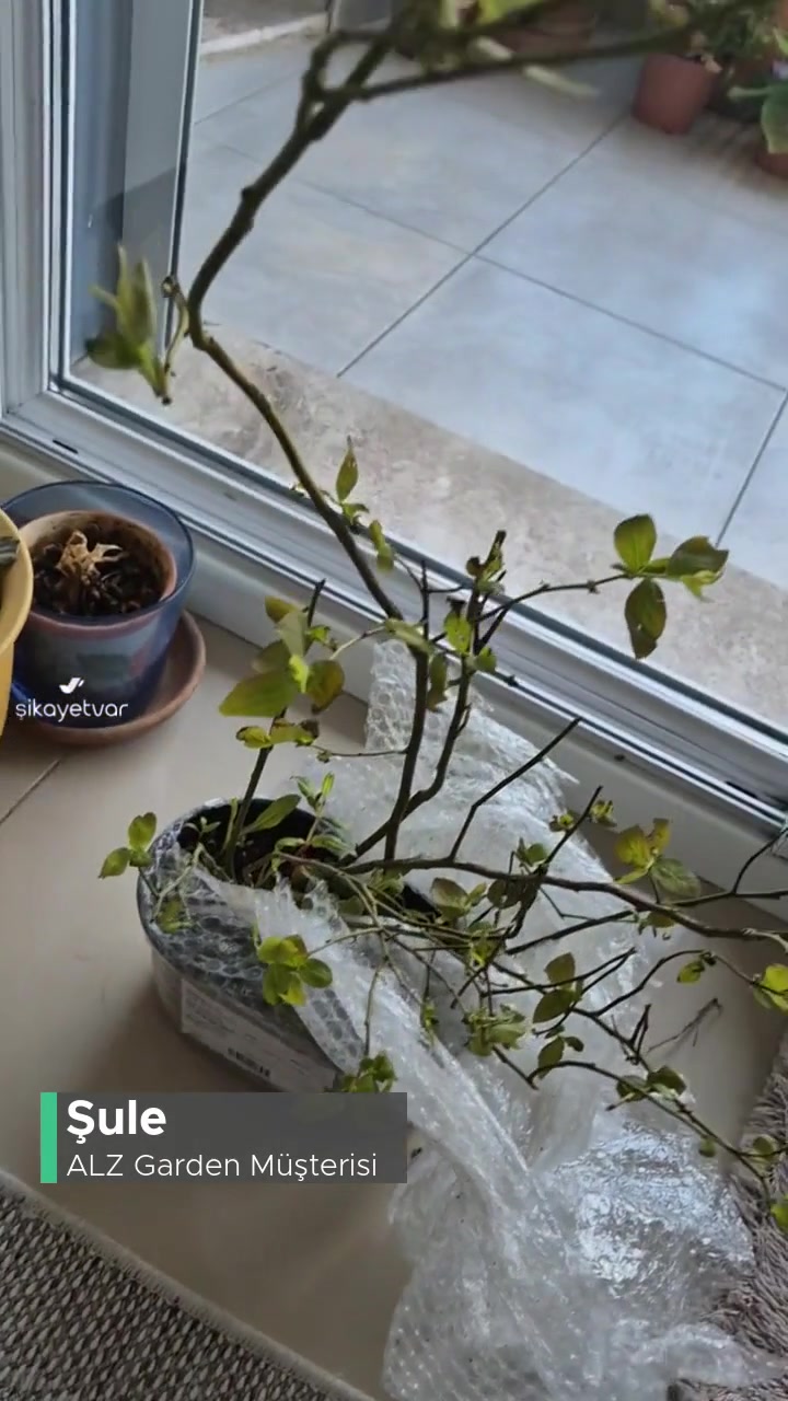 Alz Garden Sağlıksız Fidanlar Gönderilmiş! videonun kapak resmi