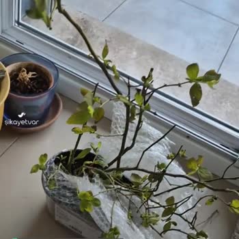 Alz Garden Sağlıksız Fidanlar Gönderilmiş!