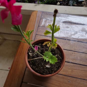 Migros'tan Gelen Çiçekler Solmuş, Müşteri Hizmeti Yetersiz