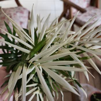 Migros'tan Gelen Çiçekler Solmuş, Müşteri Hizmeti Yetersiz