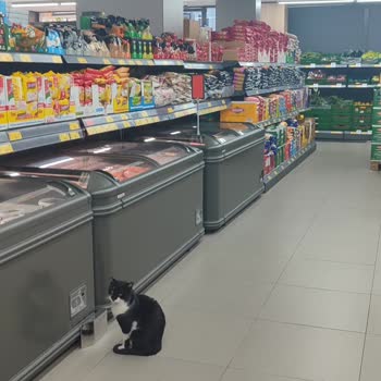 BİM Mağazasında Kedi Sorunu Ve Yetersiz Müdahale