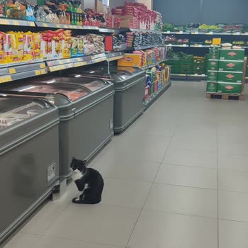 BİM Mağazasında Kedi Sorunu Ve Yetersiz Müdahale