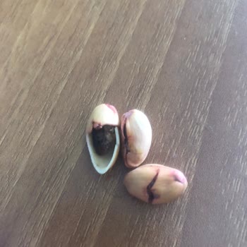 Aldığım Siirt Fıstıkları Boş Ve Çürük Çıktı