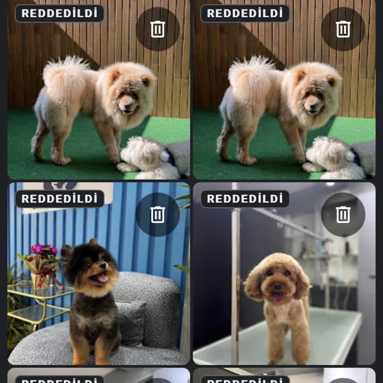 Google İşletme Hesabında Yorum Ve Fotoğraf Sorunu, Yetersiz Destek