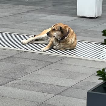 Quick Tower Plaza'da Başıboş Köpek Nedeniyle Güvenlik Sorunu
