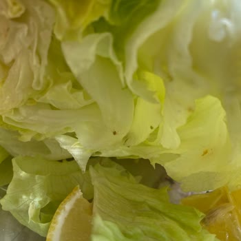 Siparişte Gelen Marulda Böcek Şoku Ve Hijyen Sorunu