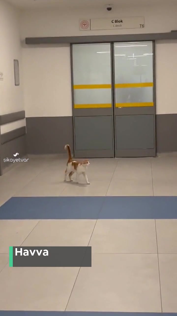 Kocaeli Şehir Hastanesi Yoğum Bakımda Kedi videonun kapak resmi