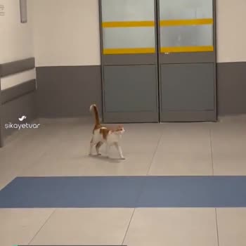 Kocaeli Şehir Hastanesi Yoğum Bakımda Kedi