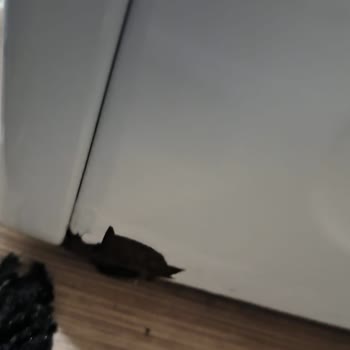 Arçelik Çamaşır Makinesi Kısa Sürede Çürüdü, Servis Çözüm Sunmuyor