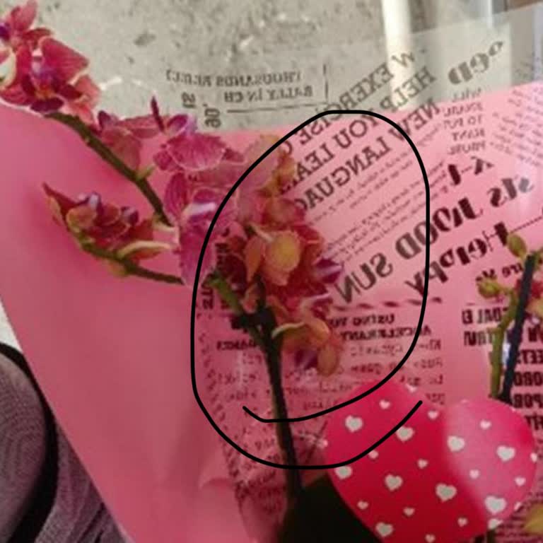 Sipariş Ettiğim Orkide Görselden Farklı Ve Müşteri Hizmetleri İlgisiz