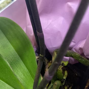 Çiçek Sepeti Doğum Günü Sürprizinde Kırık Orkide Ve Yetersiz Müşteri Hizmeti