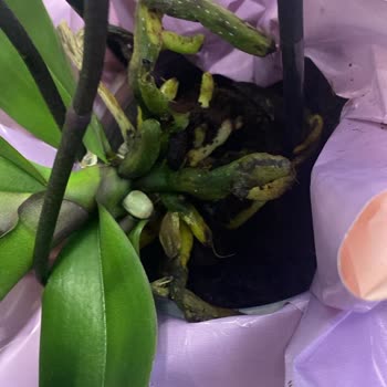 Çiçek Sepeti Doğum Günü Sürprizinde Kırık Orkide Ve Yetersiz Müşteri Hizmeti