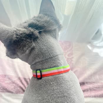 Kedime Yapılan İlgisiz Tıraş Hizmeti Karşısında Hayal Kırıklığı