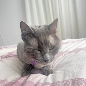 Kedime Yapılan İlgisiz Tıraş Hizmeti Karşısında Hayal Kırıklığı