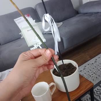 Siparişimde Yanlış Ve Köksüz Çiçek Gönderildi Mağdur Oldum