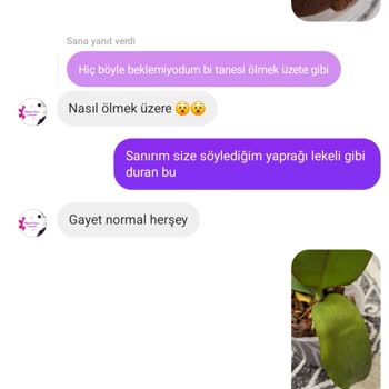 Aldığım Orkideler Sağlıksız Çıktı, Satıcı Olumsuz Yoruma Kapalı Ve İletişimi Kesti