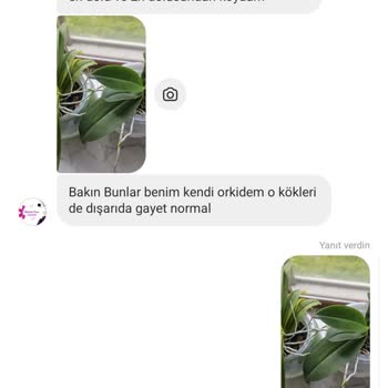 Aldığım Orkideler Sağlıksız Çıktı, Satıcı Olumsuz Yoruma Kapalı Ve İletişimi Kesti
