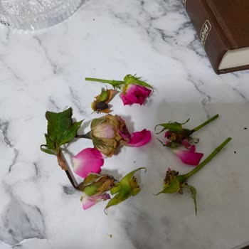 Gönderilen Çiçekler Solmuş Ve Kötü Durumdaydı