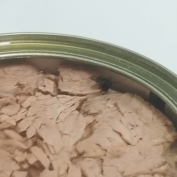 Dardanel Ton Balığında İlk Defa Karşılaştığım Rahatsız Edici Durum