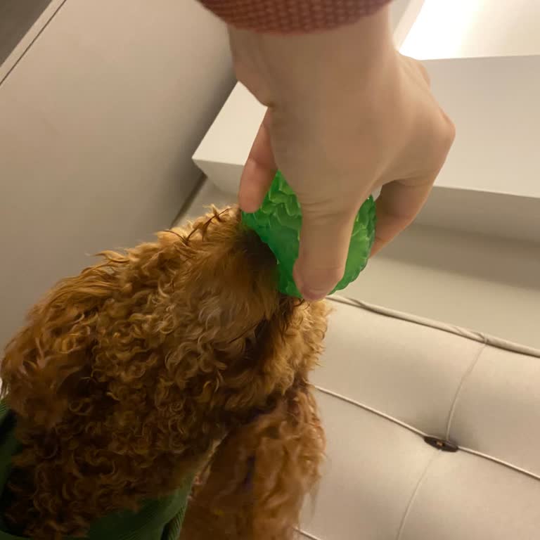 Doğal Mama Sonrası Köpeğimde Tüy Beyazlaması