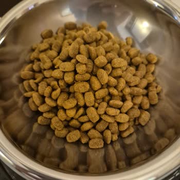 Gönderilen Kedi Mamasının Orijinalliği Ve Firma İlgisizliği Hakkında Şikayet