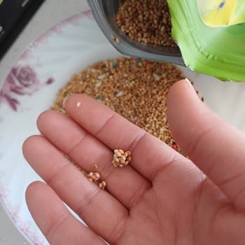 Bozuk Ve Topaklanmış Yem Nedeniyle Muhabbet Kuşlarımın Sağlığı Tehlikede